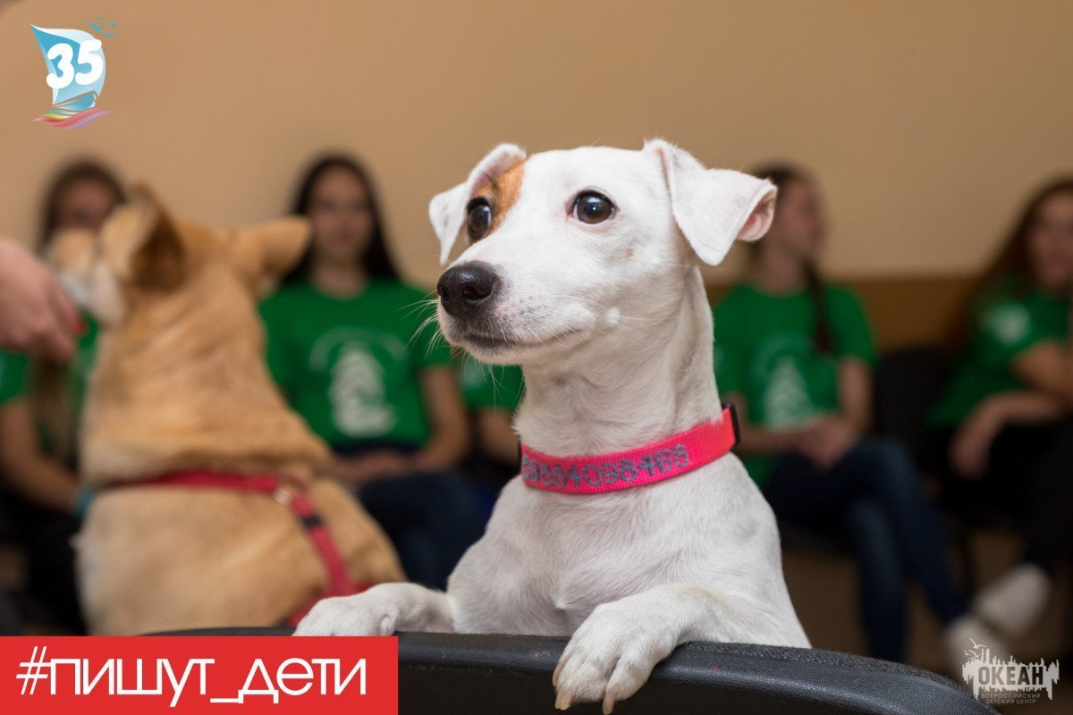 Пишут дети: Всемирный день домашних животных
